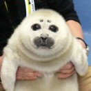 miura_nayu